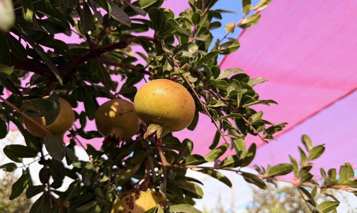 Proyecto en España evalúa mallas, sensores y tratamientos sostenibles para proteger la granada mollar de Elche del cambio climático