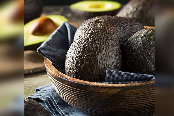 Industria colombiana del aguacate prácticamente sin impactos negativos tras terremoto 6 aguacate colombiano