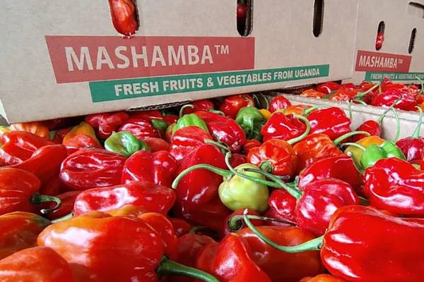 La demanda del Golfo Pérsico por productos africanos: un nuevo corredor comercial 5 La demanda del Golfo Pérsico por productos africanos: un nuevo corredor comercial