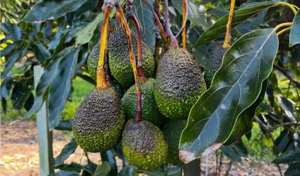 Nueva Zelanda enfrentó la peor helada para la industria del aguacate desde 1995