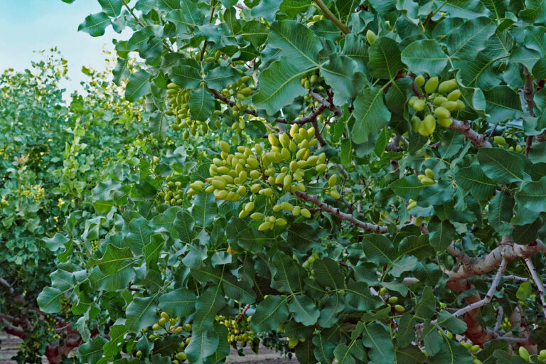 Las altas temperaturas impactan en el rendimiento del pistacho en Estados Unidos 4 pistacho