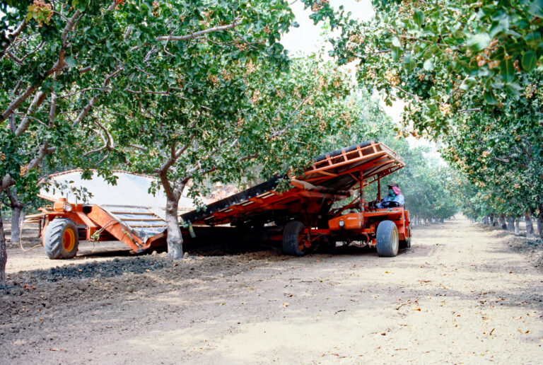 Las altas temperaturas impactan en el rendimiento del pistacho en Estados Unidos 3 pistacho