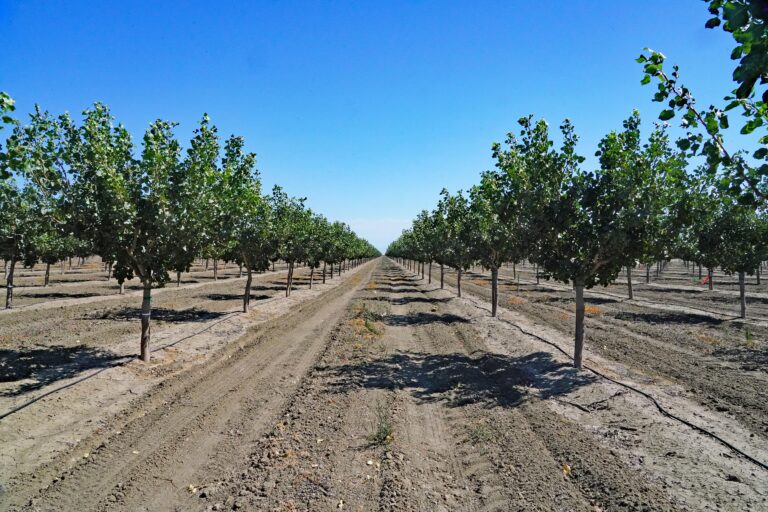 Las altas temperaturas impactan en el rendimiento del pistacho en Estados Unidos 2 pistacho