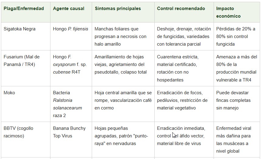 cultivo del banano