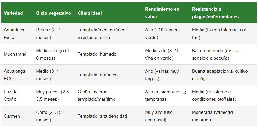 cultivo de habas