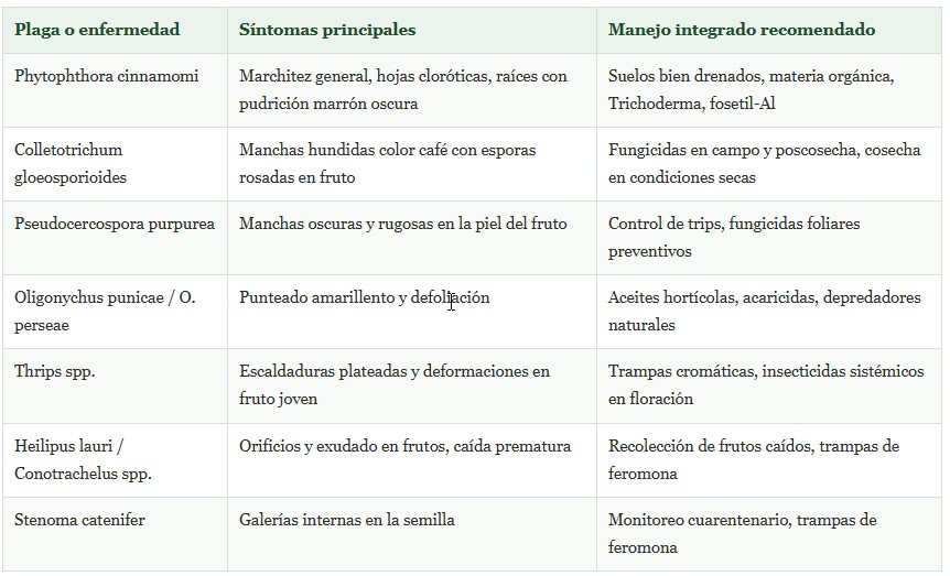 Guía fitosanitaria 2026 del palta Hass en Perú