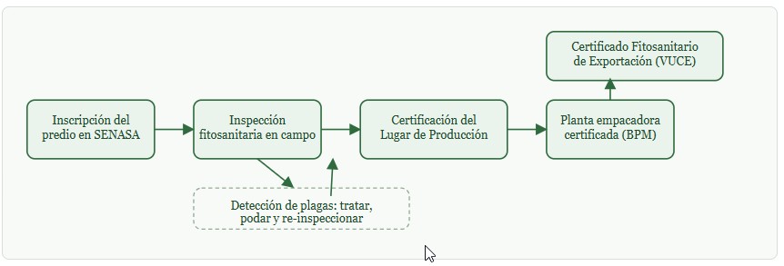 Guía fitosanitaria 2026 del palta Hass en Perú