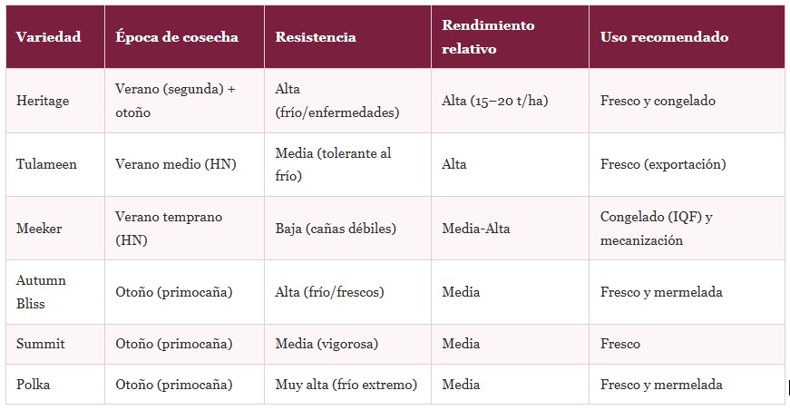 cosecha de frambuesas