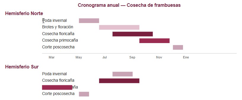 cosecha de frambuesas