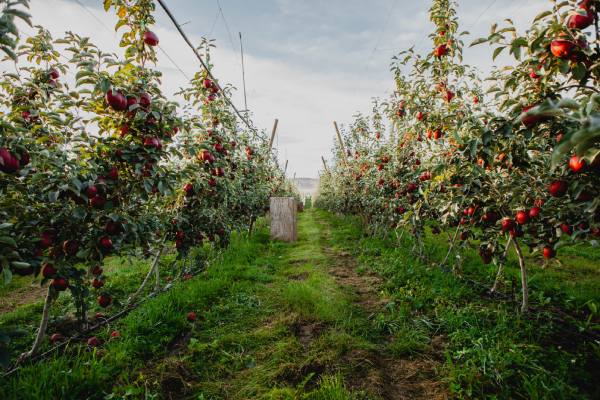 Washington recibe la temporada de manzanas 2026/27 con optimismo 3 WAC Cosmic Block in Yakima WA 1