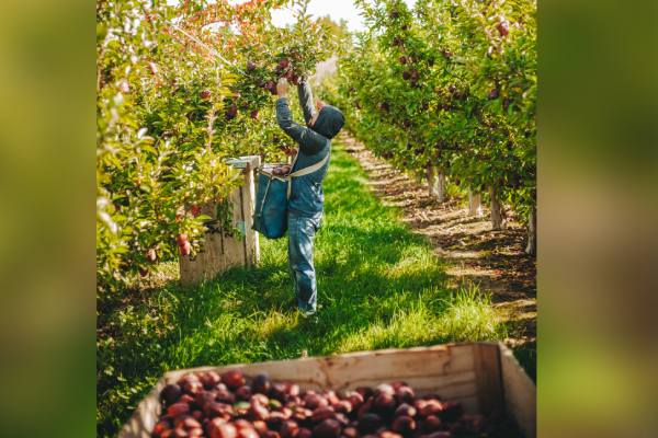 Washington recibe la temporada de manzanas 2026/27 con optimismo 6 WAC Red Delicious apples hand harvested Cowiche WA 1
