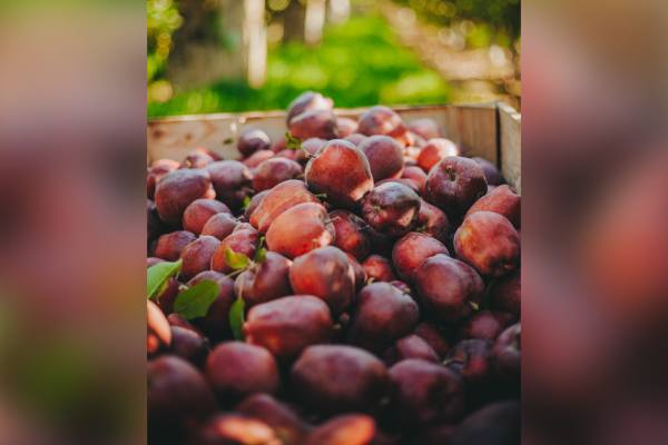 Washington recibe la temporada de manzanas 2026/27 con optimismo 7 WAC Red Delicious close up in bin 1
