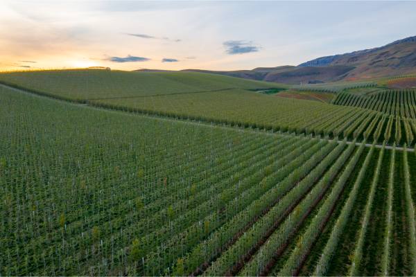 Washington recibe la temporada de manzanas 2026/27 con optimismo 2 Washington apples 1
