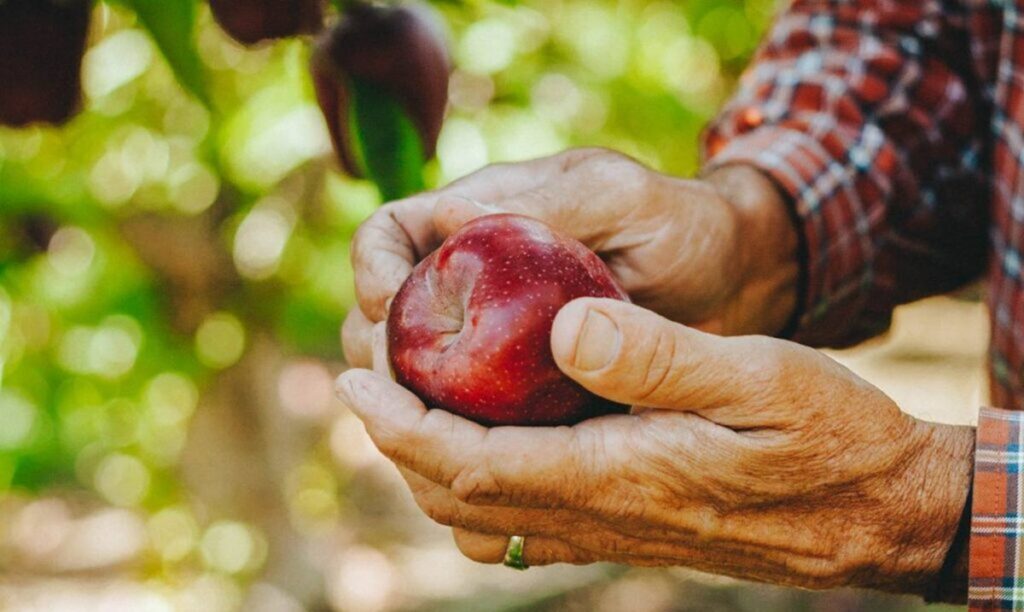 Washington recibe la temporada de manzanas 2026/27 con optimismo