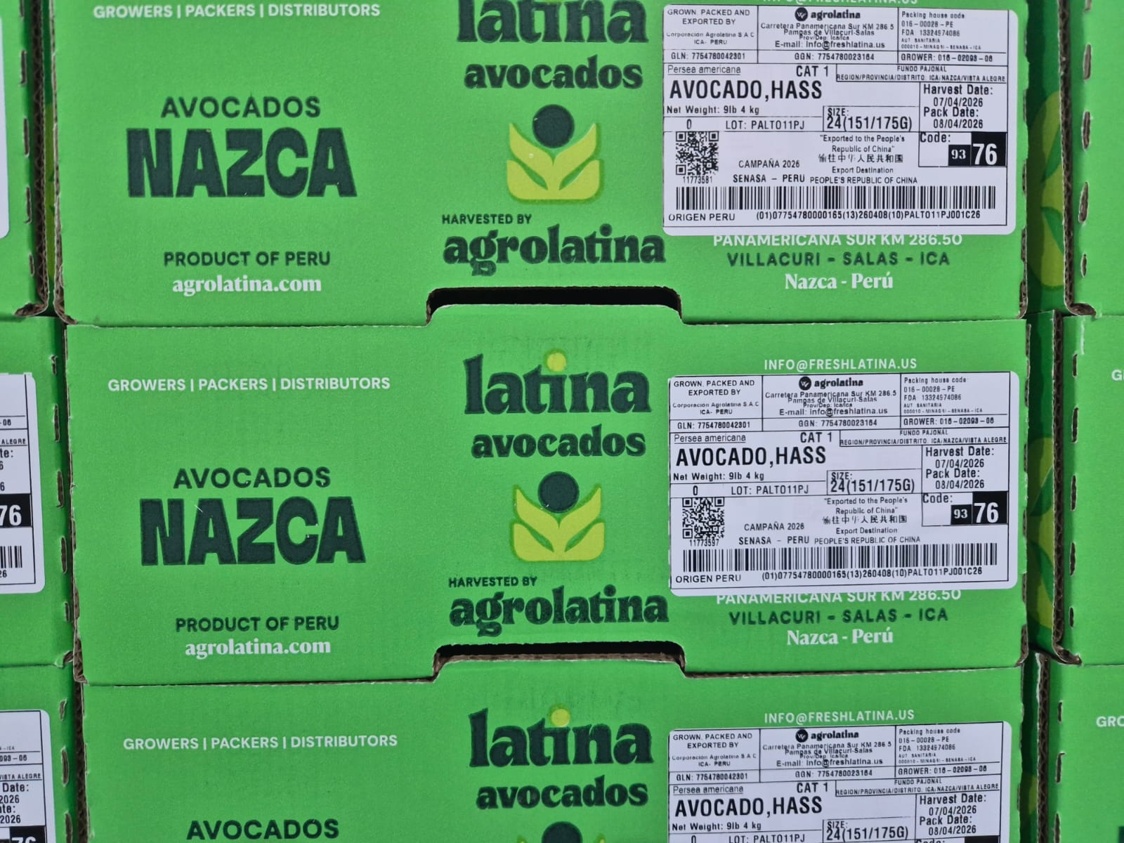 Producción de palta de Agrolatina a Chile