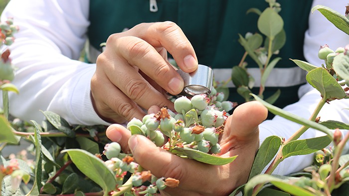 Perú conquista un nuevo mercado: Egipto abre sus puertas a los arándanos