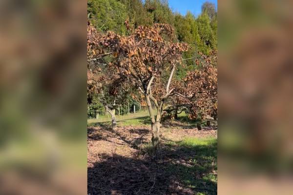 Nueva Zelanda enfrentó la peor helada para la industria del aguacate desde 1995 6 Nueva Zelanda enfrenta la peor helada para la industria del aguacate desde 1995