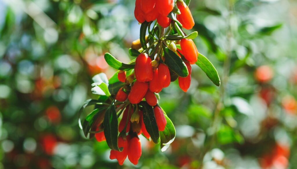 Bayas de goji ganan protagonismo por su aporte de antioxidantes y nutrientes