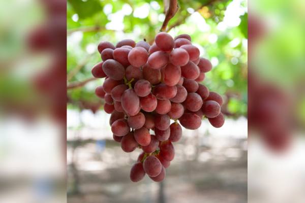 Uvas de mesa de Bloom Fresh