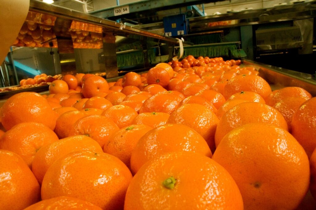Cierres fronterizos complican exportaciones de cítricos argentinos vía Chile