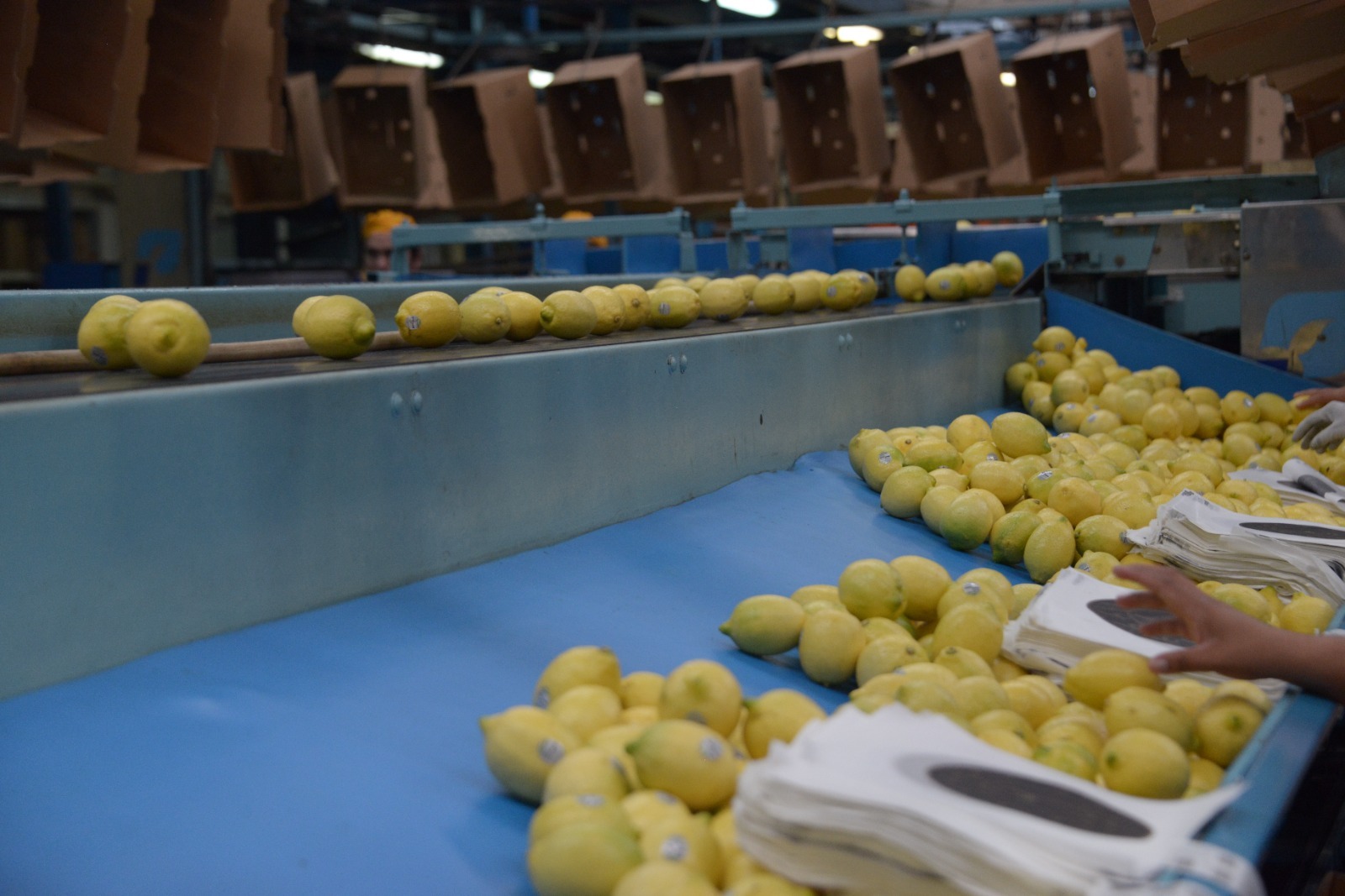 Cítricos argentinos llegarán a Panamá mientras persisten trabas logísticas con Chile