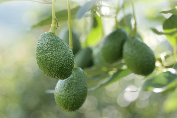 Industria colombiana del aguacate prácticamente sin impactos negativos tras terremoto 2 aguacate colombiano