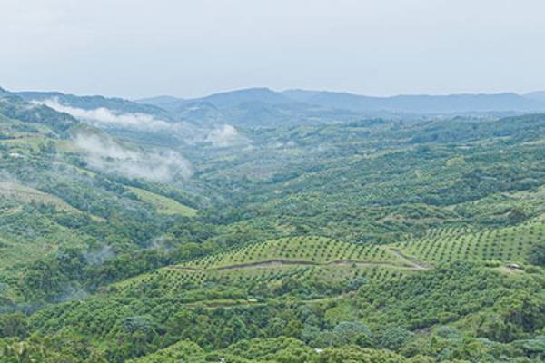 Industria colombiana del aguacate prácticamente sin impactos negativos tras terremoto 3 aguacate colombiano