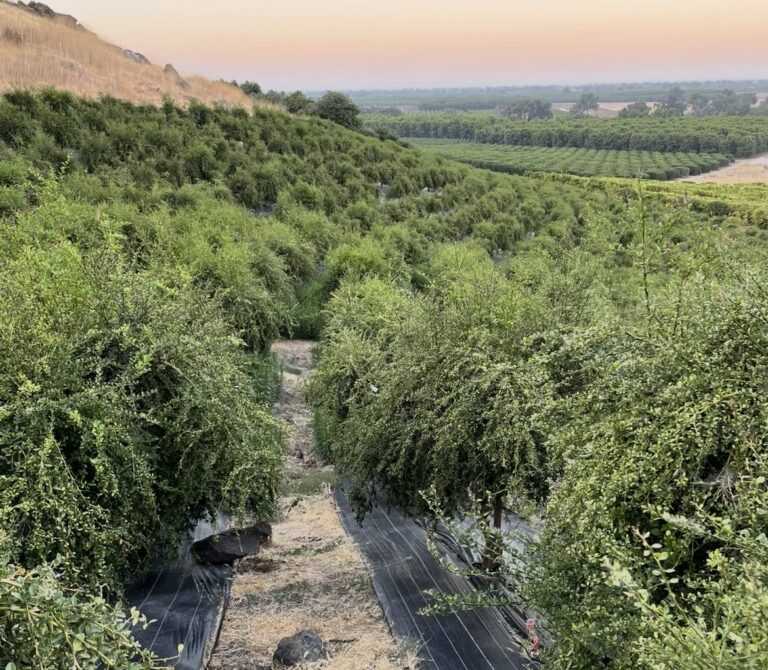 Lima dedo: el desafiante camino detrás del “caviar cítrico”