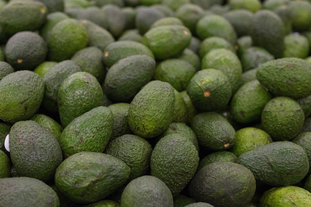 Exportaciones africanas de aguacate alcanzan 450 mil toneladas en 2025 y avanzan hacia nuevos mercados