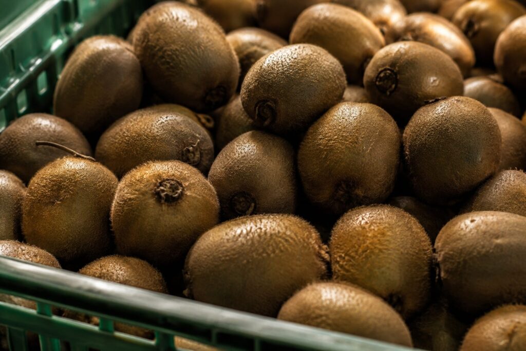 cosecha del kiwi