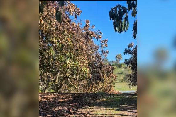 Nueva Zelanda enfrentó la peor helada para la industria del aguacate desde 1995 3 Nueva Zelanda enfrenta la peor helada para la industria del aguacate desde 1995