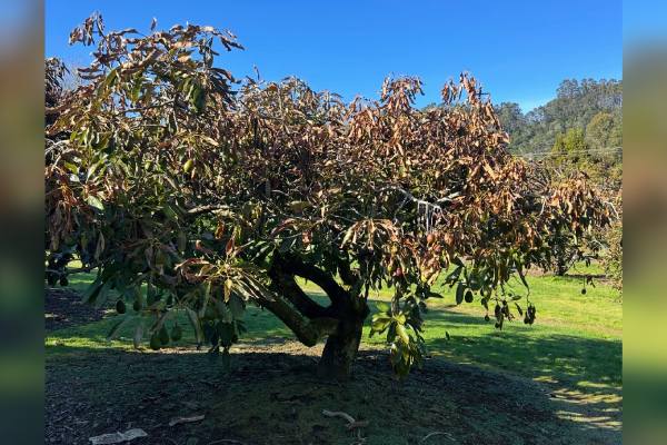 Nueva Zelanda enfrentó la peor helada para la industria del aguacate desde 1995 2 Nueva Zelanda enfrenta la peor helada para la industria del aguacate desde 1995