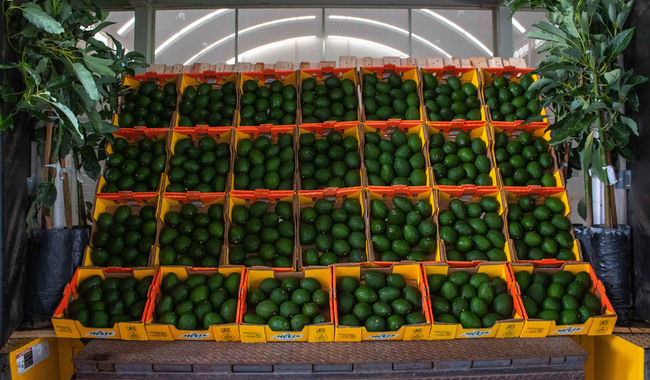 México aumenta 35% sus exportaciones de aguacate a Estados Unidos entre enero y abril de 2026 2 México aumenta 35% sus exportaciones de aguacate a Estados Unidos entre enero y abril de 2026