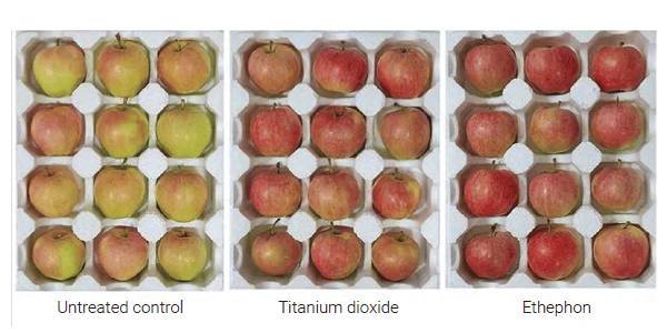 Más rojas, brillantes y rentables: ¿puede el dióxido de titanio mejorar la calidad de las manzanas?