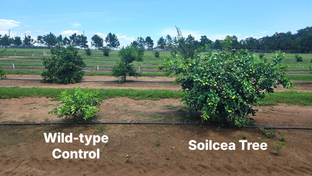Soilcea inicia el despliegue comercial de un portainjerto resistente al HLB tras recibir la aprobación federal en Estados Unidos 2 Soilcea inicia el despliegue comercial de un portainjerto resistente al HLB tras recibir la aprobación federal en Estados Unidos