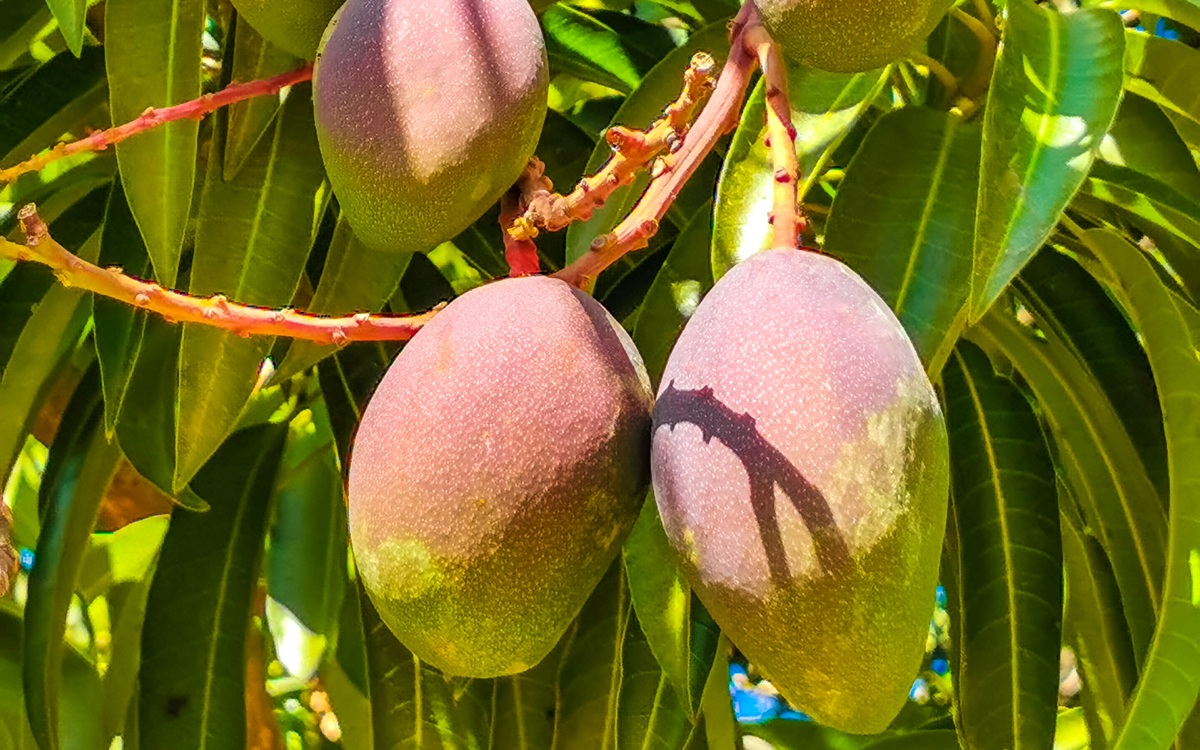 México fortalece la cadena del mango impulsando estrategias de adaptación climática