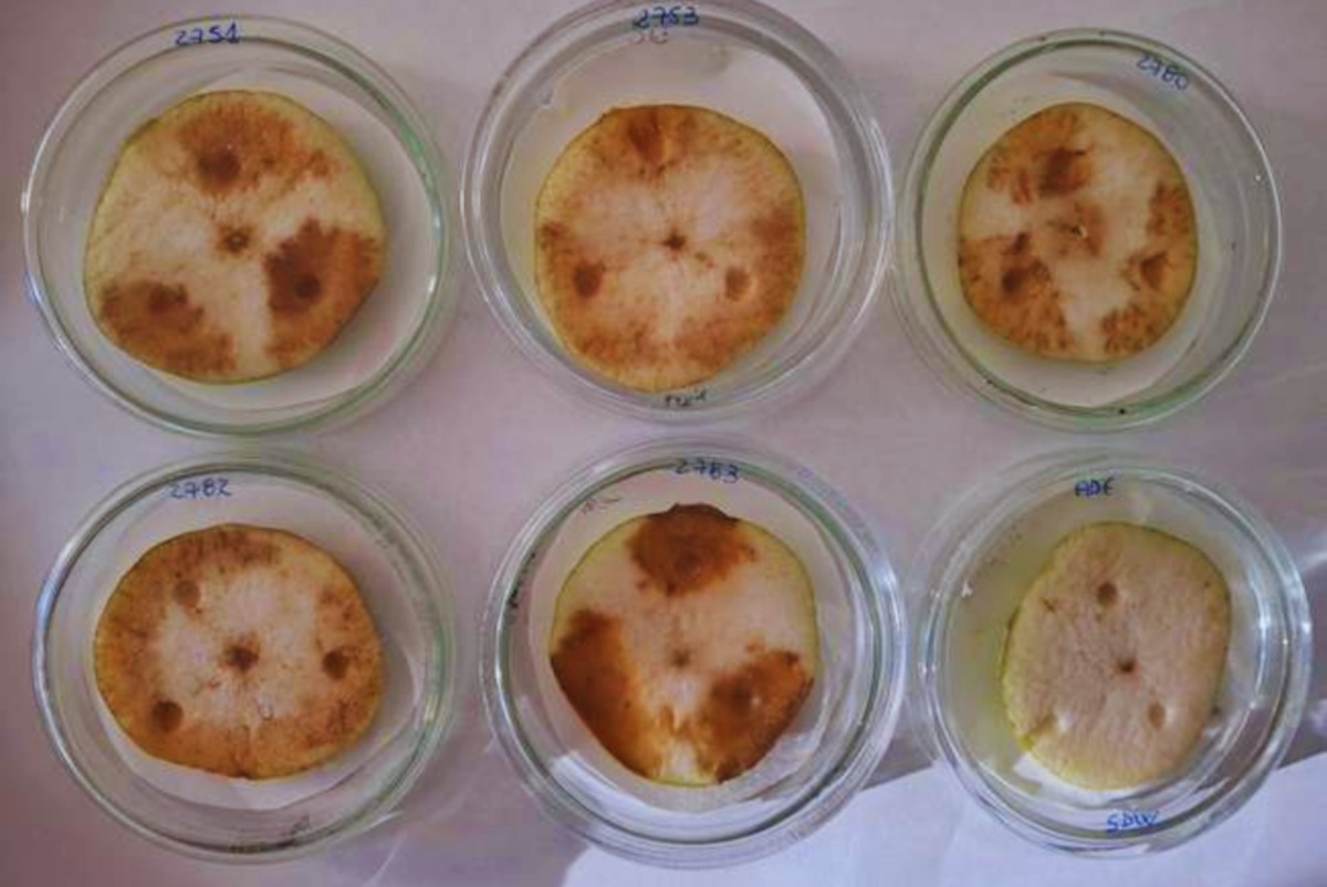 INTA detecta nueva bacteria asociada a podredumbre de peras y manzanas durante la conservación en frío