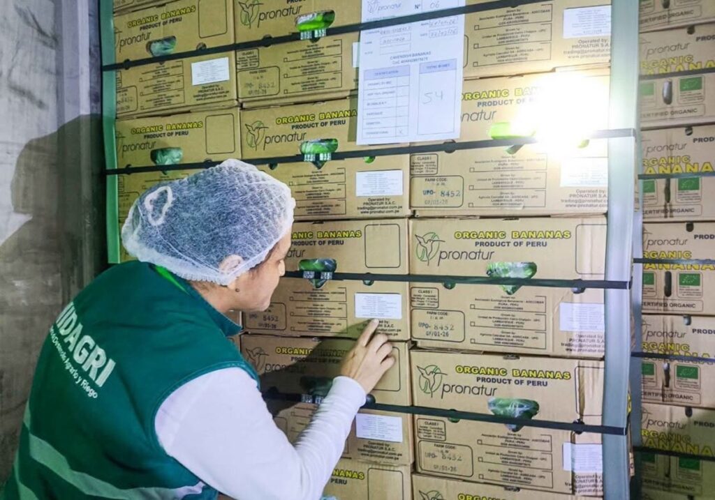 Bananas peruanas ingresan por primera vez al mercado chino vía Chancay-Shanghái 4 Bananas peruanas ingresan por primera vez al mercado chino vía Chancay-Shanghái