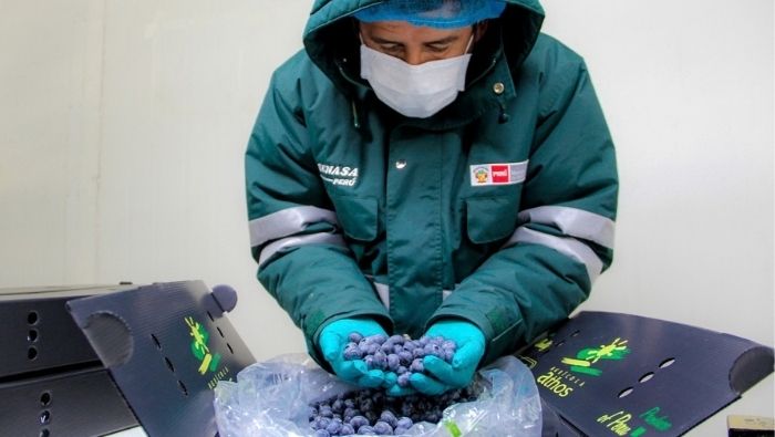Perú aumenta exportaciones de arándanos frescos con Estados Unidos liderando las compras