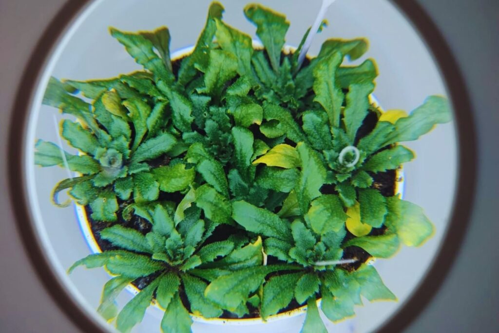 Descubren mecanismo clave para activar las defensas de las plantas 4 Descubren mecanismo clave para activar las defensas de las plantas