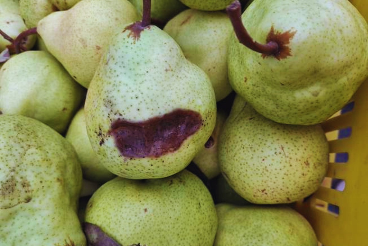 INTA detecta nueva bacteria asociada a podredumbre de peras y manzanas durante la conservación en frío