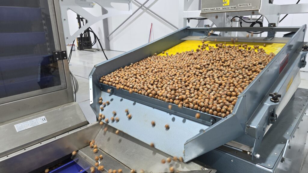 La planta de procesamiento de avellano más austral del mundo proyecta operar a plena capacidad el próximo año
