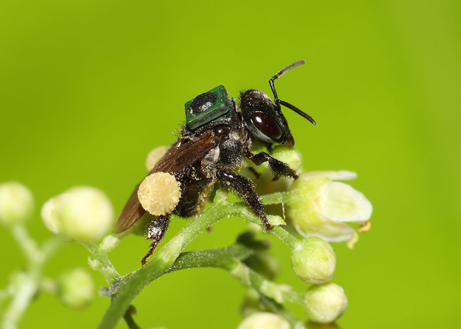 Estudio identifica medidas simples para reducir errores de navegación en abejas sin aguijón 4 Estudio identifica medidas simples para reducir errores de navegación en abejas sin aguijón