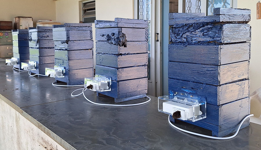 Estudio identifica medidas simples para reducir errores de navegación en abejas sin aguijón 3 Estudio identifica medidas simples para reducir errores de navegación en abejas sin aguijón