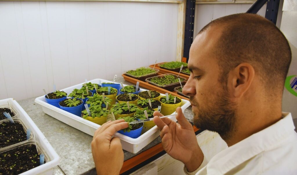 Descubren mecanismo clave para activar las defensas de las plantas
