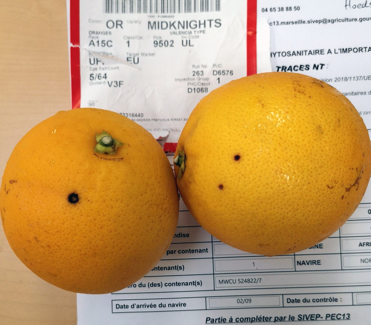 Bruselas evalúa retirar el estatus prioritario a cuatro plagas y enfermedades que afectan a frutales 2 39d13297 4f37 4671 634d 5143bb479786 1