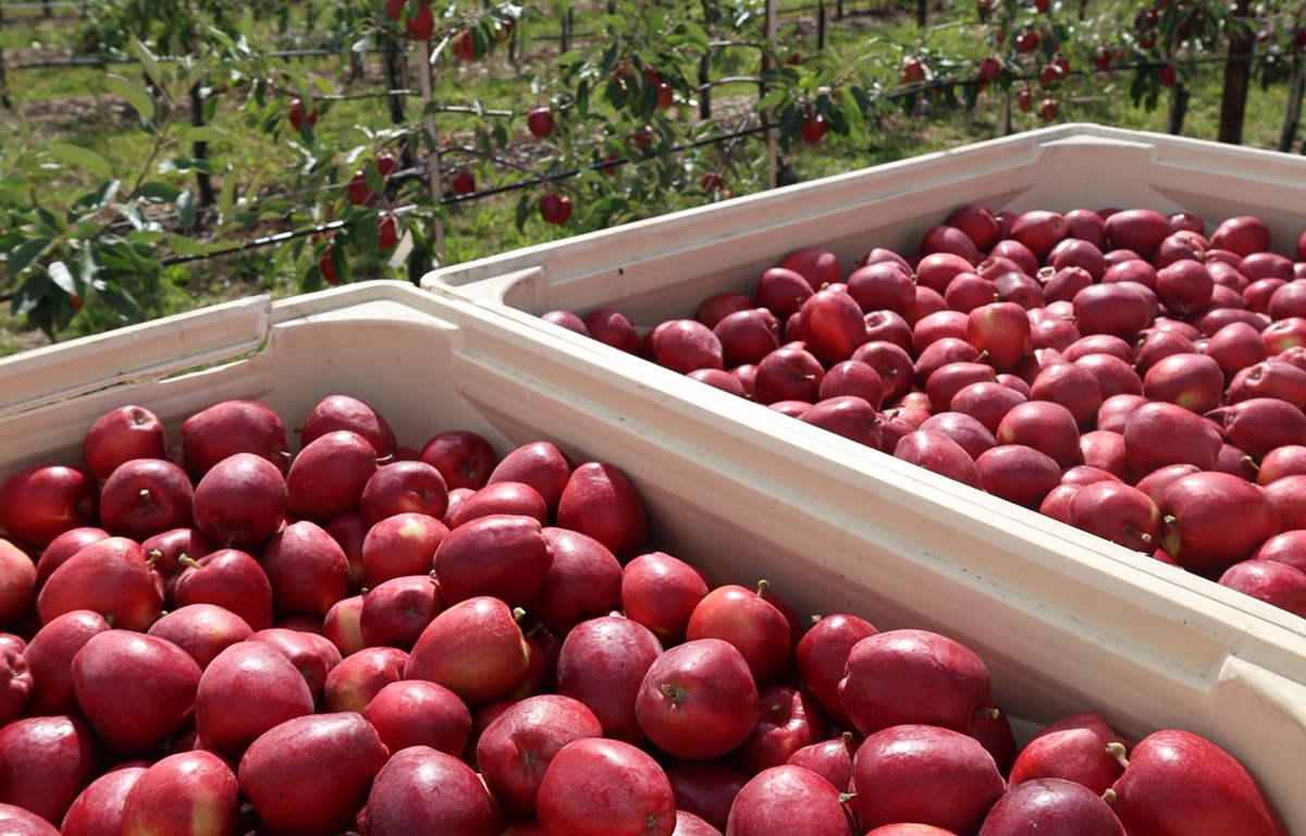 Mansfields inicia primera temporada comercial de manzanas Sassy cultivadas en Reino Unido 2 Mansfields inicia primera temporada comercial de manzanas Sassy cultivadas en Reino Unido