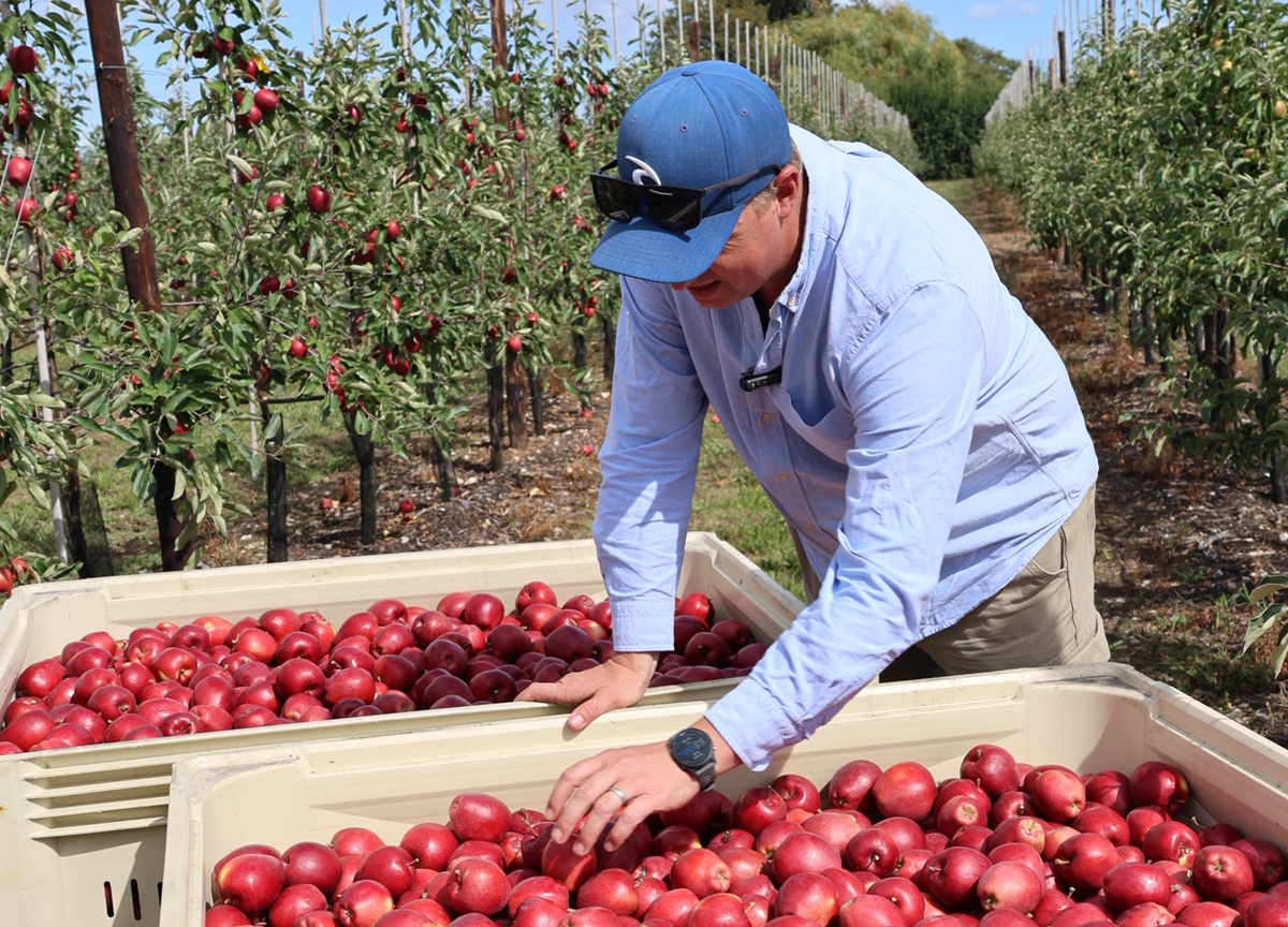 Mansfields inicia primera temporada comercial de manzanas Sassy cultivadas en Reino Unido 1 Mansfields inicia primera temporada comercial de manzanas Sassy cultivadas en Reino Unido