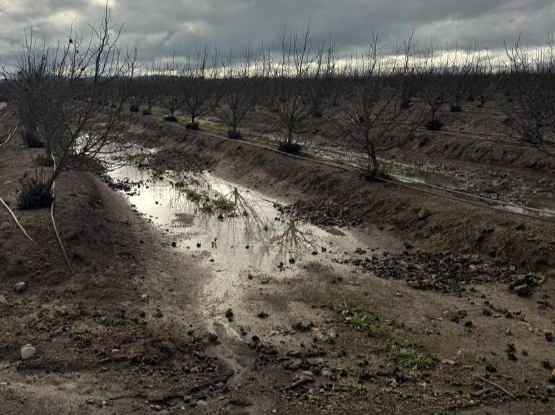 Chile: avellano europeo podría sufrir una reducción en su producción de un 30% producto de las lluvias 6 Chile: avellano europeo podría sufrir una reducción en su producción de un 30% producto de las lluvias