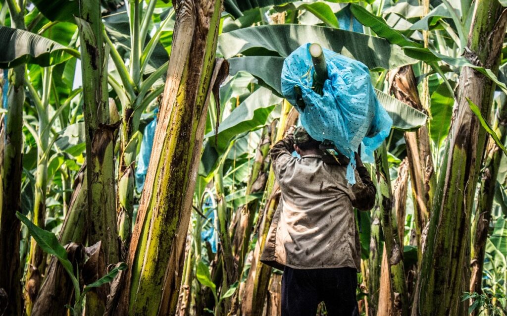 ASBAMA respalda despliegue de Fuerza Pública ante crisis de seguridad en zona bananera de Colombia